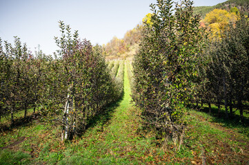 Apple orchard rows with trees and green path in autumn countryside