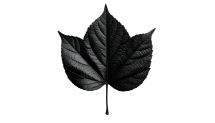 A dark, stylized monochrome leaf, split vertically, isolated against a black background