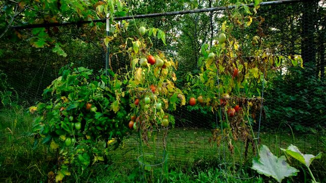 Lot of unripe or green and maturing or ripe plum tomatoes ganging from vines while plants begin to yellowing and wither or die while growing by the end of gardening season