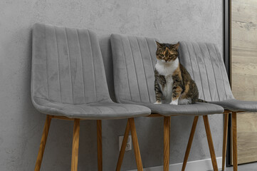 A well-behaved cat in the vet's waiting room, sitting on a chair in front of the office.