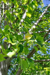 Tulip tree blossom with open yellow petals and orange center details framed by fresh green foliage.