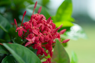 Red ixora flower cluster with star-shaped blossoms and unopened buds, surrounded by glossy green leaves and soft natural background.