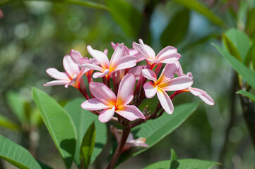 Plumeria blossoms arranged in a compact cluster with soft pink petals and yellow centers emerging from smooth branching stems among green foliage.