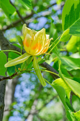 Liriodendron tulipifera, tulip tree, blossom with pale yellow petals and warm orange markings, attached to a woody branch and surrounded by fresh green leaves in natural daylight.
