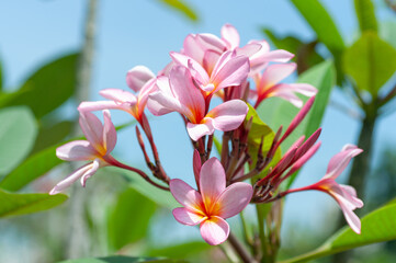 Plumeria branch carrying multiple pink blossoms with yellow centers, arranged in a tight cluster on smooth reddish stems, surrounded by broad foliage and soft green background.