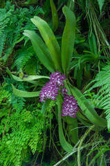Tropical composition showing Vanda orchid with compact purple inflorescences attached to upright stems, emerging among broad green leaves, ferns and visible aerial roots.