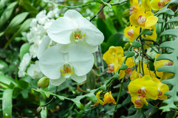White and yellow Phalaenopsis orchids on curved stems with visible buds and open flowers, surrounded by dense green foliage creating a layered tropical plant scene.