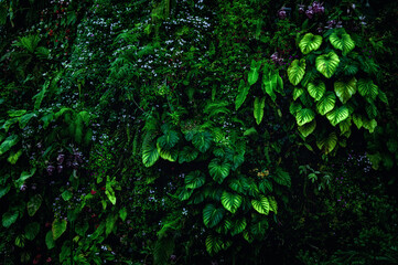 Dark tropical foliage wall with layered green leaves and dense textures creating a natural backdrop. Lush green leaf background, forming a deep, immersive wall of greenery and dramatic contrast.