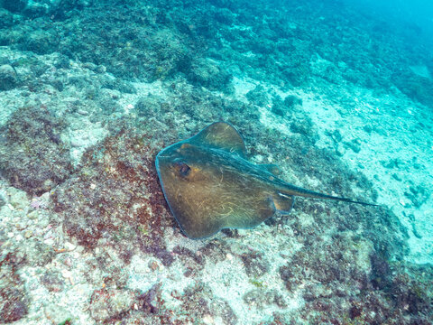 イズヒメエイ, Izu Stingray, Dasyatis izuensis, アカエイ科,
他。
ヒリゾ浜南伊豆町中木
静岡県伊豆半島-2025
日本有数のシュノーケリングスポット。
夏の数カ月間だけ渡し船で行ける。
水質透明度魚影が素晴らしい。
