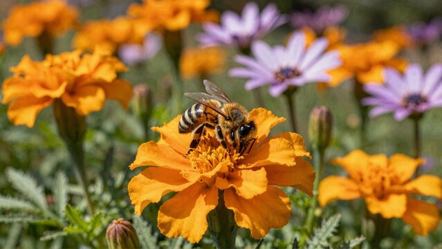 Honeybee pollinating orange marigold flower - Powered by Adobe