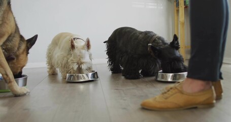 Eating three dogs feeding from stainless bowls on wood floor, showing collars and tan suede shoe