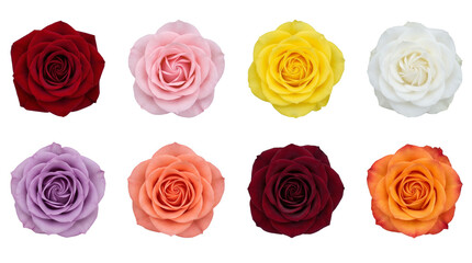 Obraz premium Rose flower head set including red, pink, yellow, white, purple, peach, and orange blossoms isolated. Floral collection for wedding and romantic design.
