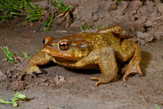 Mittelmeer-Erdkr&ouml;te // Iberian Spiny toad (Bufo spinosus) - Carrapateira, Portugal