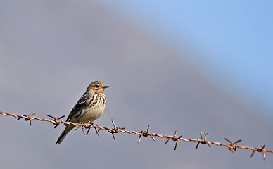 Red-throated Pipit - Anthus cervinus, Crete 