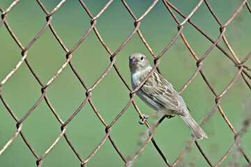 Female Italian Sparrow or cisalpine sparrow (Passer italiae), Crete