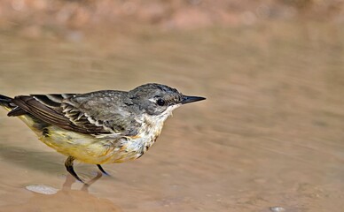 Western Yellow Wagtail - Motacilla flava, Crete