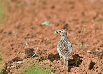 Crested Lark - Galerida cristata, Crete