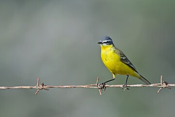 Western Yellow Wagtail (Motacilla flava), Crete