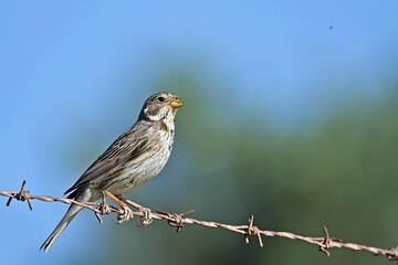 Corn Bunting - Miliaria calandra, Crete, Greece