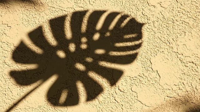 Monstera leaf shadow on a textured wall, creating a beautiful natural pattern and abstract design