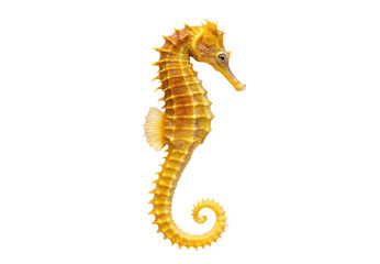 Obraz premium Yellow seahorse with spiny ridges and curled tail vertical position, isolated on a transparent background