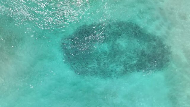 Schooling Fish off the Yorke Peninsula South Australia