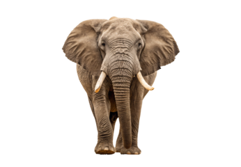 Elephant standing, isolated on a transparent background