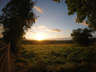 石垣島の黄金に染まる草原と地平線の朝夕の光景