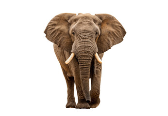 Obraz premium Elephant close-up, isolated on a transparent background