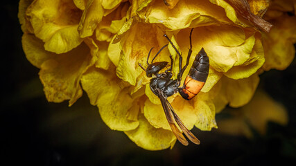 Wasp collecting nectar on a vibrant yellow flower