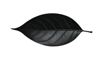 A monochrome leaf with detailed veins, centered on a stark black background