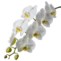 Naklejka premium White orchid flowers isolated on transparent background