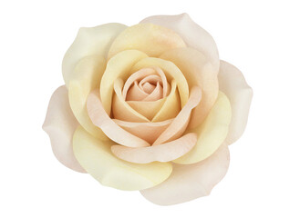Beautiful cream colored rose on black background