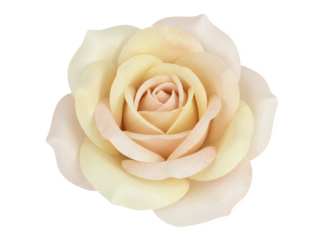 Beautiful cream colored rose on black background