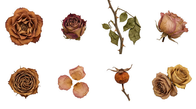 Dried rose set including flower heads, stems, thorns, petals, and rosehip isolated. Botanical and herbarium flora collection.