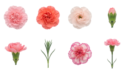 Pink carnation set including blooming flower heads, buds, stems, and bicolored petals isolated. Floral elements for wedding and gift design.
