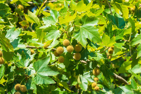 Green Leaves and futis of Pltatanus oreintalis tree in sunset light