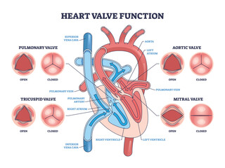 Heart valve function illustrated, heart chambers and blood flow arrows explain aortic, mitral, tricuspid valves open vs closed. Outline diagram