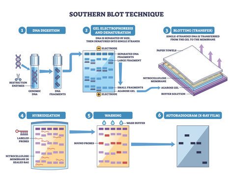 Southern blot workflow shows DNA digestion, electrophoresis, and membrane transfer to reveal target fragments, key objects, agarose gel, nitrocellulose membrane, labeled probes. Outline diagram