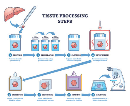 Tissue processing steps diagram illustrates the histology workflow from fixation to mounting, key objects, tissue sample, reagent jars, microscope. Outline diagram