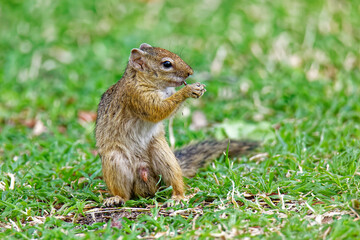 Smith-Buschh&ouml;rnchen