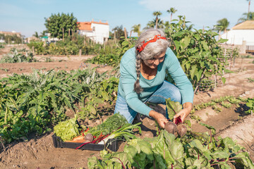 Senior woman harvesting organic beets in vegetable garden placing vegetables into crate
