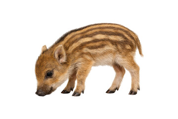 Cute wild boar piglet standing and sniffing the ground, isolated on white background with clean cut out. Young striped boar with natural pose, small hooves, and soft brown fur, wildlife animal concept