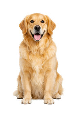 Fototapeta premium Happy adult Golden Retriever dog sitting and smiling, full body portrait isolated on white background, friendly pet with golden fur and cheerful expression.