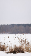 Beautiful nature pictures in winter, trees and leaves under the snow, snowfall, snow in the field