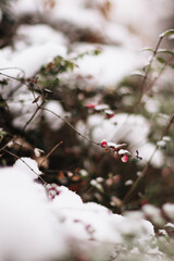 Beautiful nature pictures in winter, trees and leaves under the snow, snowfall, snow in the field