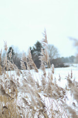 Beautiful nature pictures in winter, trees and leaves under the snow, snowfall, snow in the field