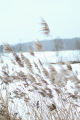 Beautiful nature pictures in winter, trees and leaves under the snow, snowfall, snow in the field