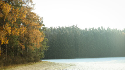 Beautiful nature pictures in winter, trees and leaves under the snow, snowfall, snow in the field