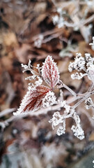 Beautiful nature pictures in winter, trees and leaves under the snow, snowfall, snow in the field
